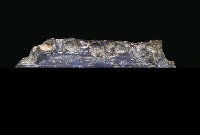 藏品(長江鱷吻部尖端)的圖片